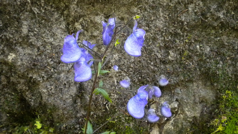 Aconitum degenii / Aconito di Degen